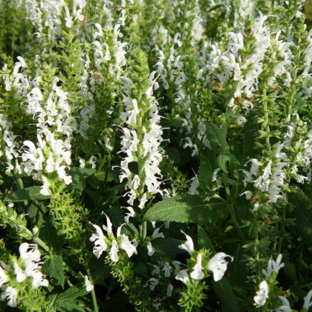 Salvia nemorosa ‘White’  (grote pot) - salie