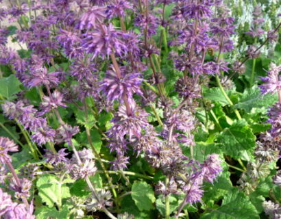 Salvia verticillata ‘Purple Rain’ - salie