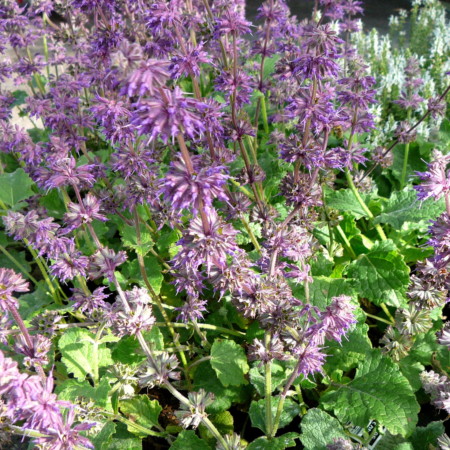 Salvia verticillata ‘Purple Rain’ - salie