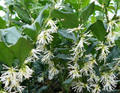 Sarcococca hookeriana humilis - vleesbes