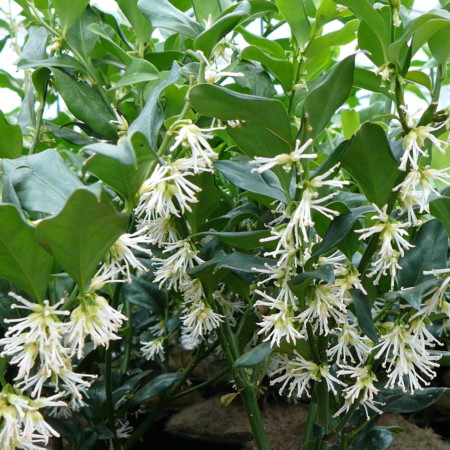 Sarcococca hookeriana humilis - vleesbes