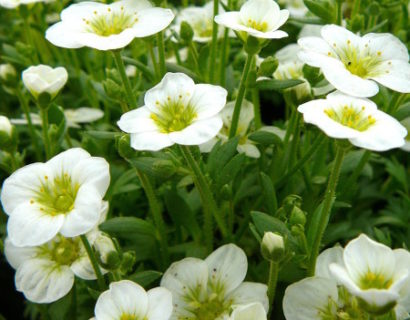 Saxifraga arendsii ‘Schneeteppich’ - steenbreek