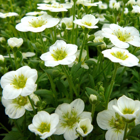 Saxifraga arendsii ‘Schneeteppich’ - steenbreek