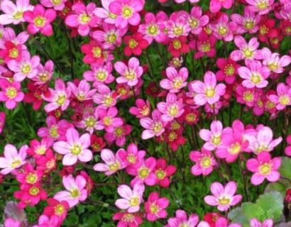 Saxifraga arendsii roze - steenbreek