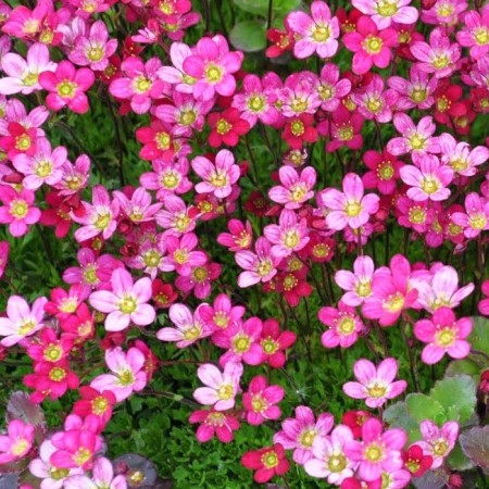 Saxifraga arendsii roze - steenbreek