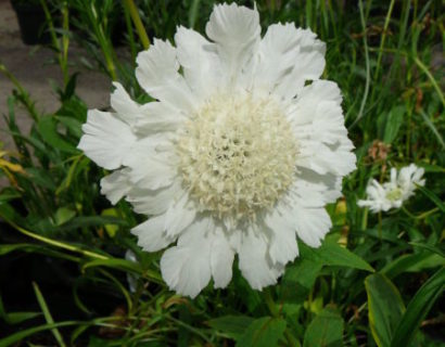 Scabiosa caucasica ‘Alba’ - duifkruid