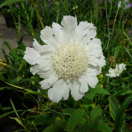 Scabiosa caucasica ‘Alba’ - duifkruid