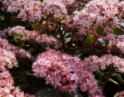 Sedum ‘Matrona’ - vetkruid