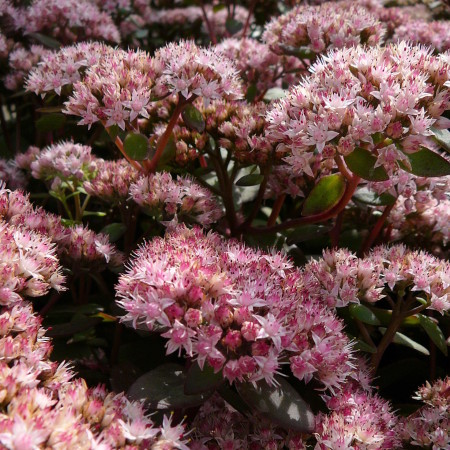 Sedum ‘Matrona’ - vetkruid