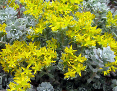 Sedum spathulifolium ‘Cape Blanco’ - vetkruid