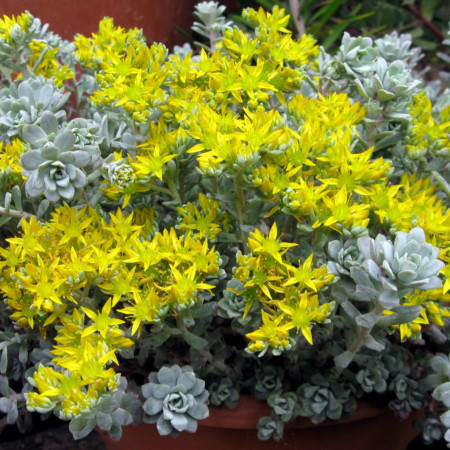 Sedum spathulifolium ‘Cape Blanco’ - vetkruid