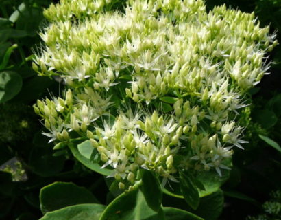 Sedum 'Iceberg' pot 2 liter