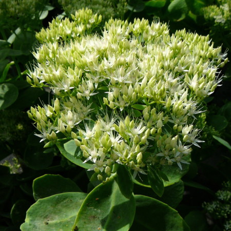 Sedum ‘Iceberg’ pot 2 liter