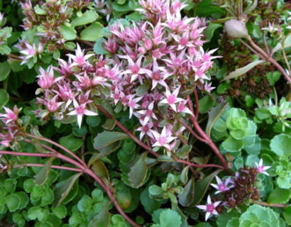 Sedum spurium - vetkruid