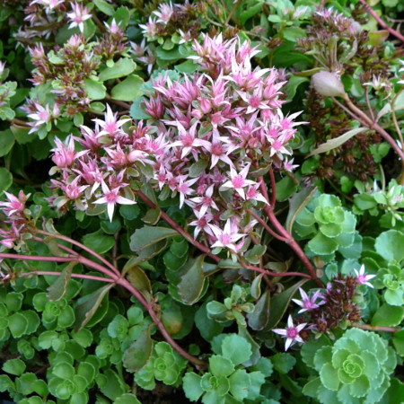 Sedum spurium - vetkruid