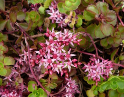 Sedum spurium ‘Fuldaglut’ - vetkruid