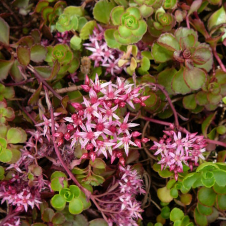 Sedum spurium ‘Fuldaglut’ - vetkruid