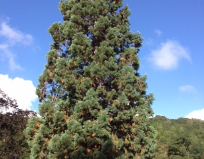 Sequoiadendron giganteum ‘Glaucum’