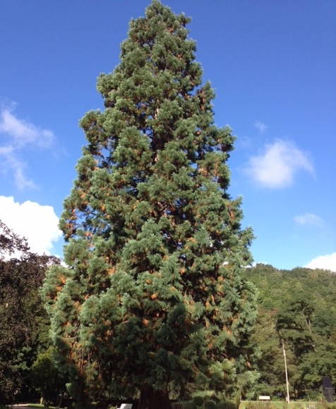 Sequoiadendron giganteum ‘Glaucum’ - blauwe mammoetboom