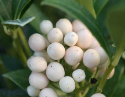 Skimmia japonica ‘Kew White’ - skimmia