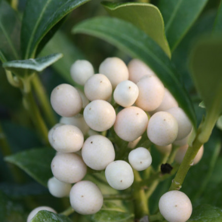 Skimmia japonica ‘Kew White’ - skimmia