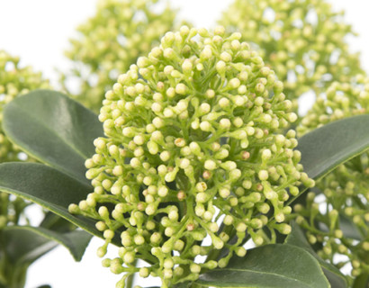 Skimmia japonica ‘White Dwarf’