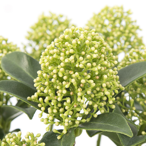 Skimmia japonica ‘White Dwarf’ - skimmia