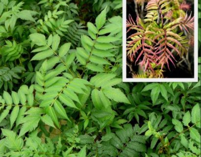 Sorbaria sorbifolia ‘Sem’ - lijsterbes