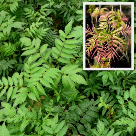 Sorbaria sorbifolia ‘Sem’ - lijsterbes