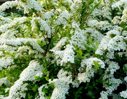 Spiraea arguta - spierstruik
