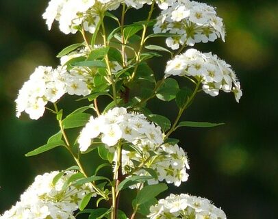 Spiraea vanhouttei - spierstruik
