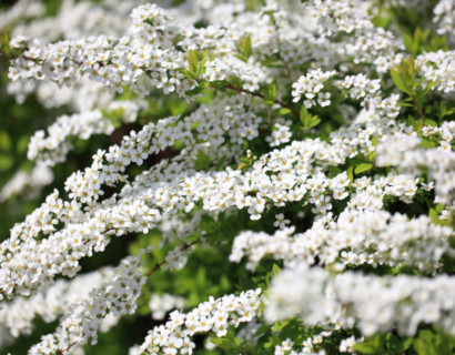 Spiraea thunbergii - spierstruik