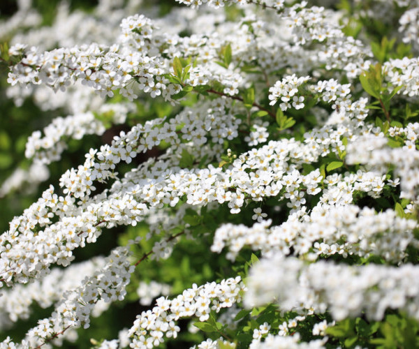 Spiraea thunbergii - spierstruik