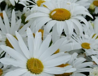 Leucanthemum ‘Silberprinzesschen’ - margriet