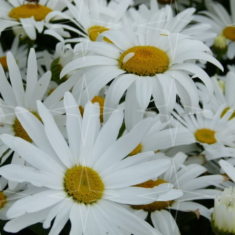 Leucanthemum ‘Silberprinzesschen’ - margriet