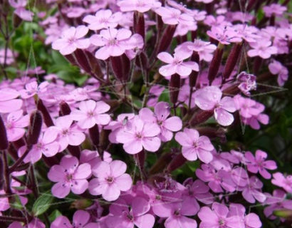 Saponaria ocymoides - zeepkruid