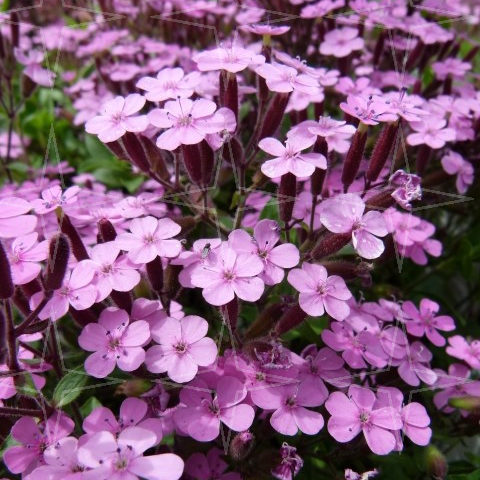 Saponaria ocymoides - zeepkruid