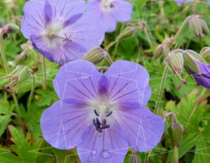 Geranium ‘Johnson Blue’