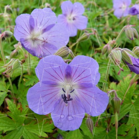 Geranium ‘Johnson Blue’ - ooievaarsbek