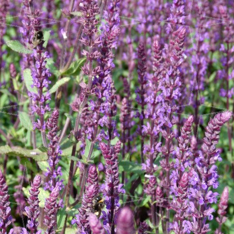 Salvia nemorosa ‘Mainacht’ - salie