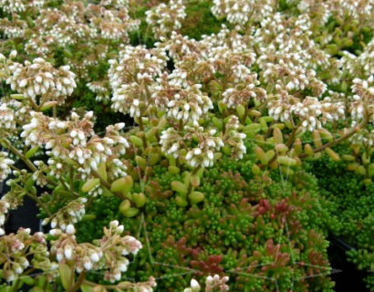 Sedum album ‘Coral Carpet’ - vetkruid