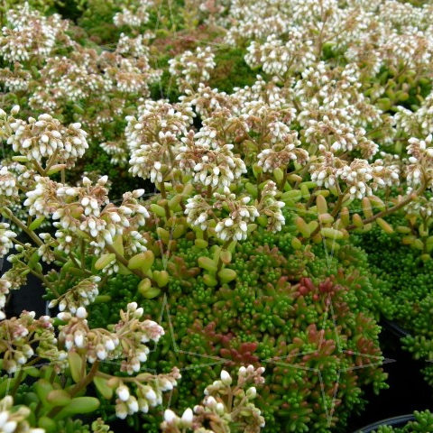 Sedum album ‘Coral Carpet’ - vetkruid