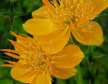 Trollius chinensis ‘Golden Queen’ - kogelboterbloem