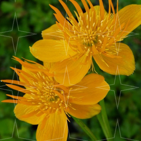 Trollius chinensis ‘Golden Queen’ - kogelboterbloem