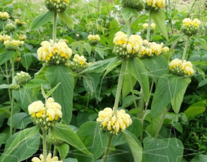 Phlomis russeliana - brandkruid