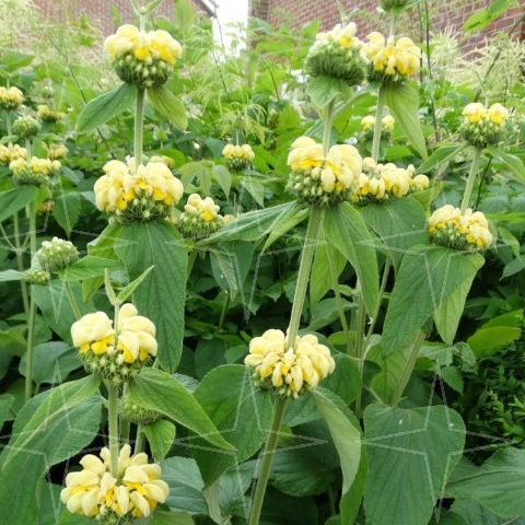 Phlomis russeliana - brandkruid