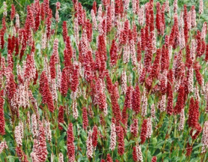 Persicaria affinis ‘Superbum’ - duizendknoop