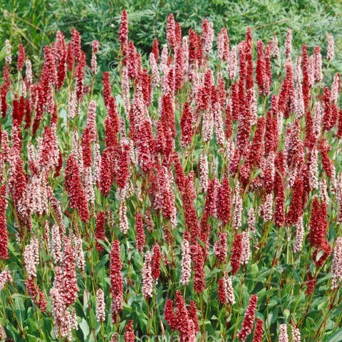 Persicaria affinis ‘Superbum’ (grote pot) - Duizendknoop