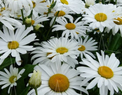 Leucanthemum vulgare ‘Maikönigin’ - margriet