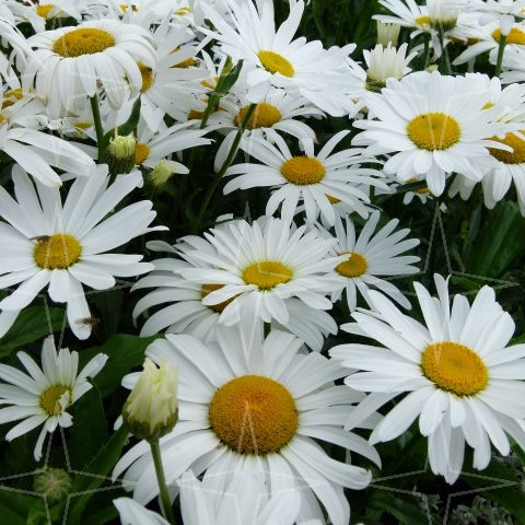 Leucanthemum vulgare ‘Maikönigin’ - margriet